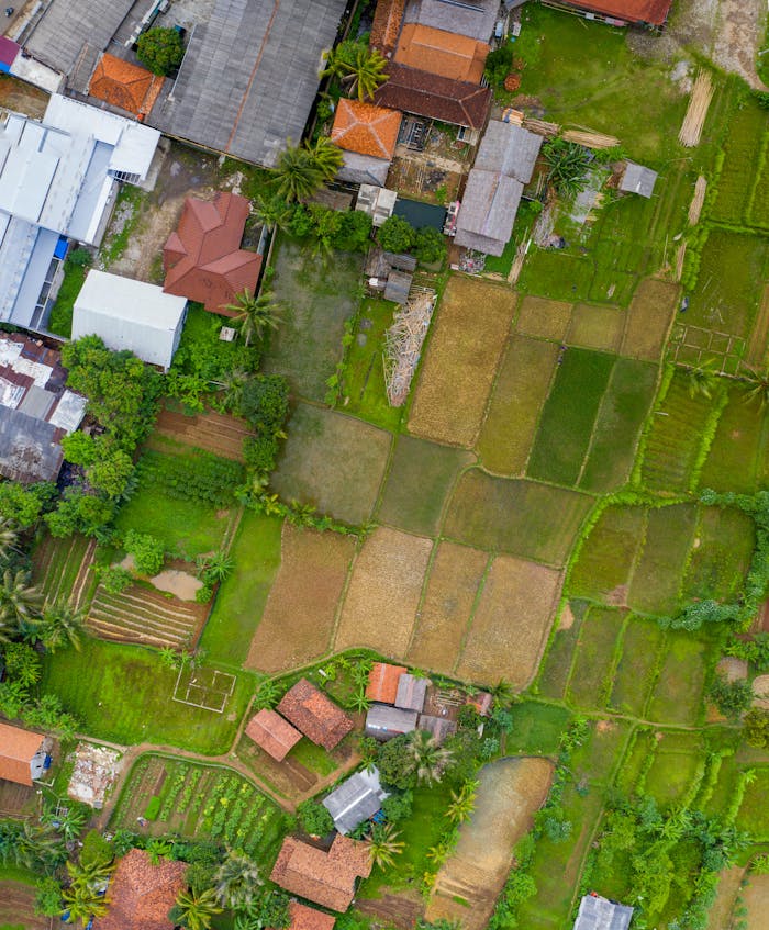 Drone shot capturing lush paddy fields and buildings in rural Indonesia, showcasing vibrant agriculture.